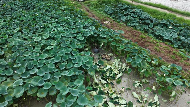 Lotus Pond With Green Leaves — Shot 1