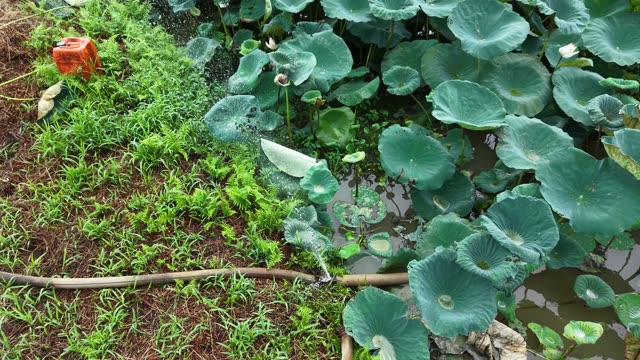 Green Lotus Leaves Carpet — Shot 1