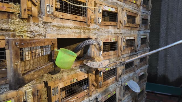 Feeding Snakes In Wooden Cages