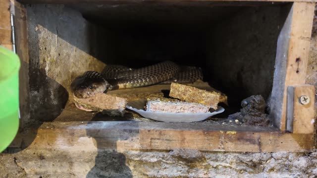 Feeding Snakes In Wooden Cages