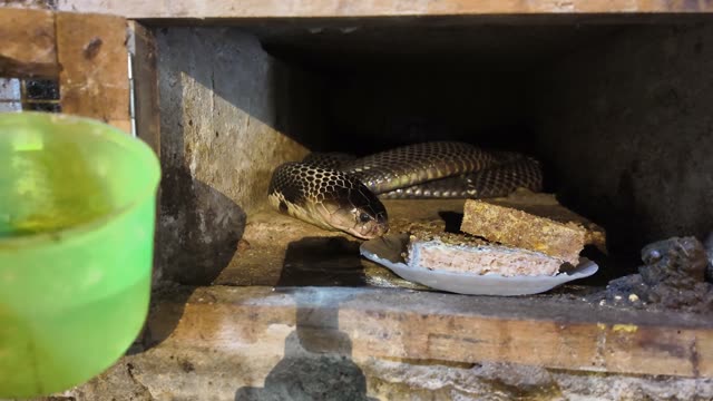 Feeding Snakes In Wooden Cages