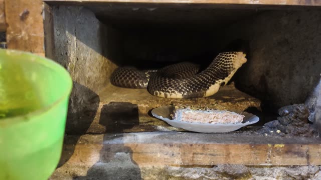 Feeding Snakes In Wooden Cages