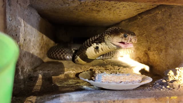 Feeding Snakes In Wooden Cages