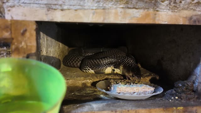 Feeding Snakes In Wooden Cages