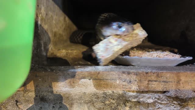 Feeding Snakes In Wooden Cages