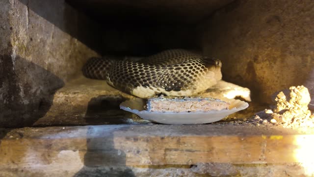Feeding Snakes In Wooden Cages