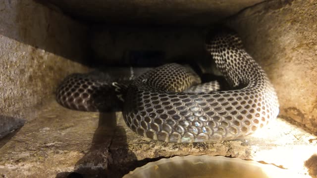 Feeding Snakes In Wooden Cages