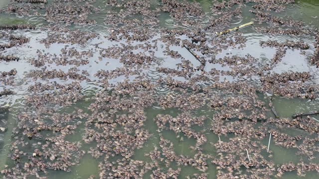 Netted Frog Farm Tanks — Shot 2