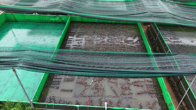 Dense Frog Farm Pond — Shot 1
