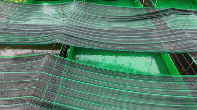 Dense Frog Farm Pond — Shot 2