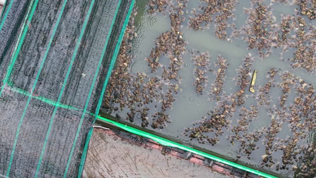Frog Farm Under Netting — Shot 2