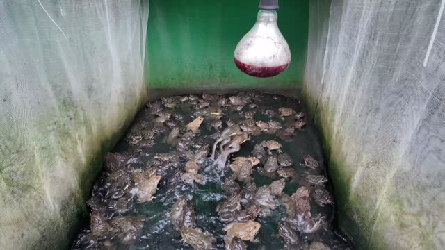 Many Frogs In A Farm Pen