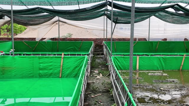 Frogs On Net Rafts