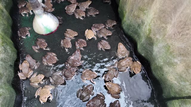 Young Frogs In Nursery Cages