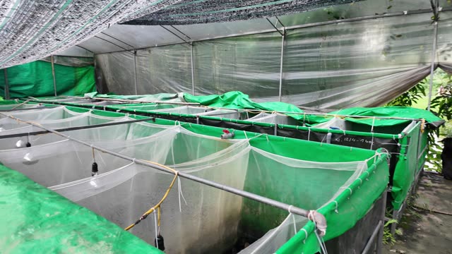 Many Frogs In A Farm Pen