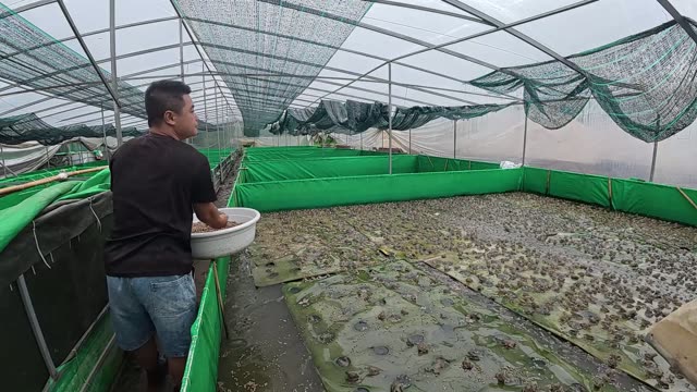 Frogs On Net Rafts