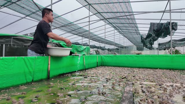 Many Frogs In A Farm Pen