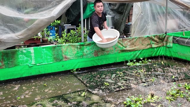 Net-Covered Frog Pond