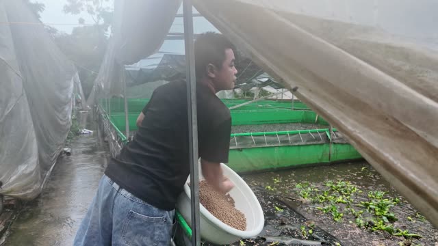 Many Frogs In A Farm Pen