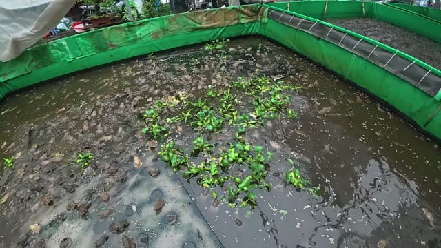 Many Frogs In A Farm Pen