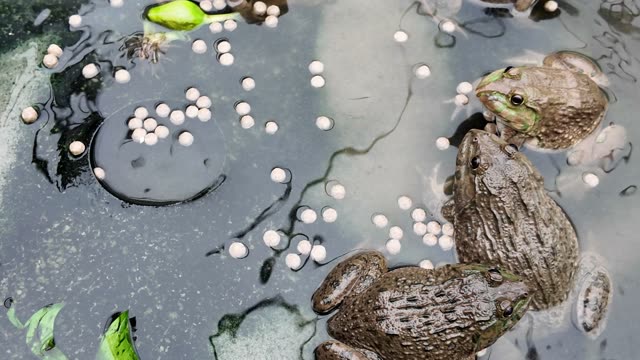 Young Frogs In Nursery Cages