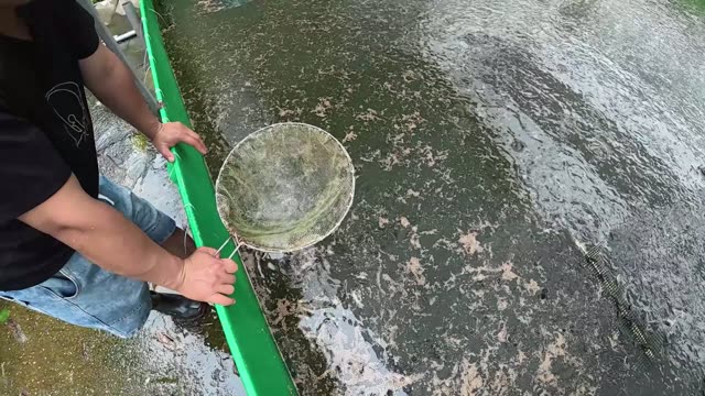 Many Frogs In A Farm Pen