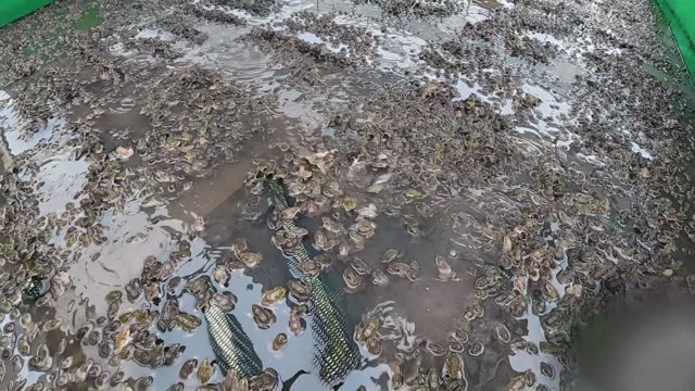 Many Frogs In A Farm Pen