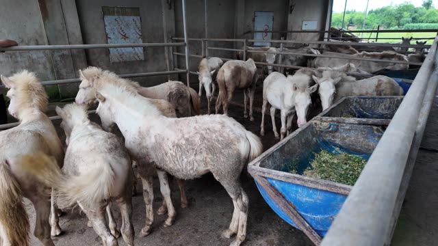 Young Horses At The Feed Trough