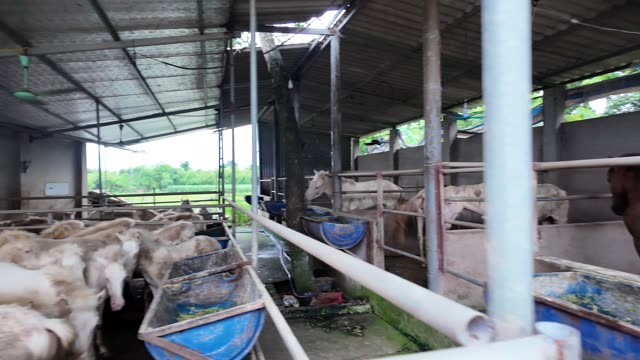 Pan Across The Horse Stable