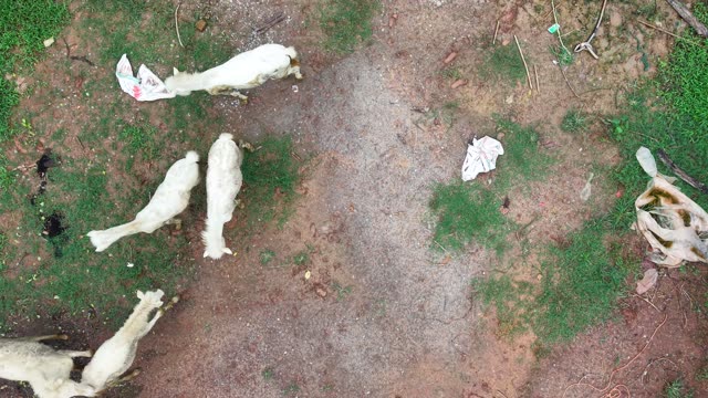 White Animals On Farmyard