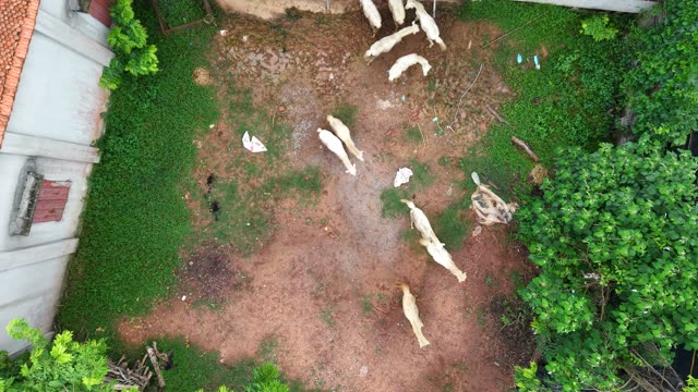White Animals On Farmyard — Shot 2