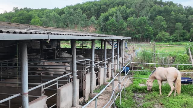 Horse Grazing By Farm Barn