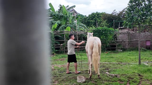 Man Handling Horse In Paddock