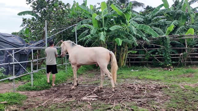 Leading Horse Across Paddock