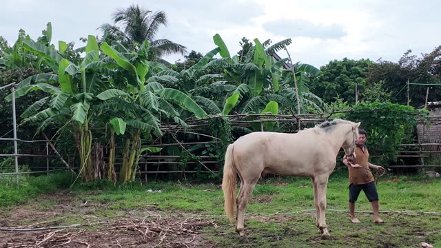 Training Horse On Lunge Line