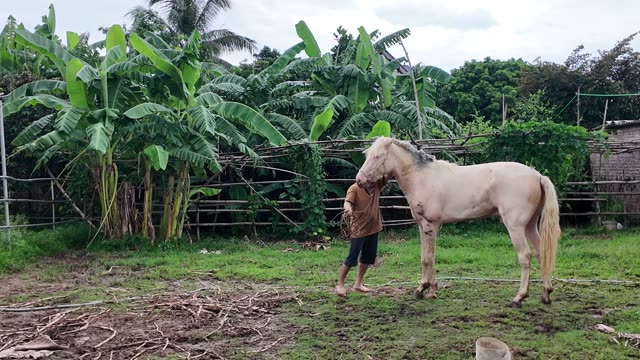Man Beside White Horse