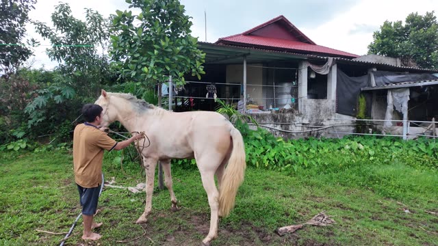 Man Leading Cream Horse