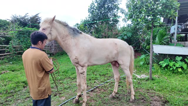 Handler Beside Palomino Horse