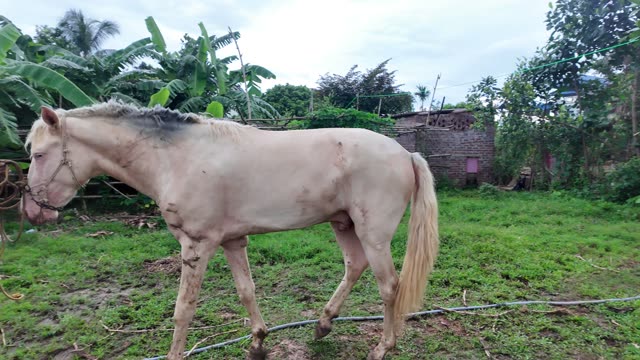 Cream Horse Walking Outdoors