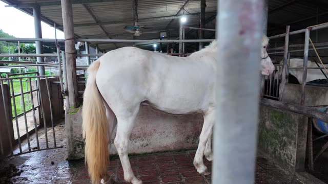 White Horse In Stable Pen