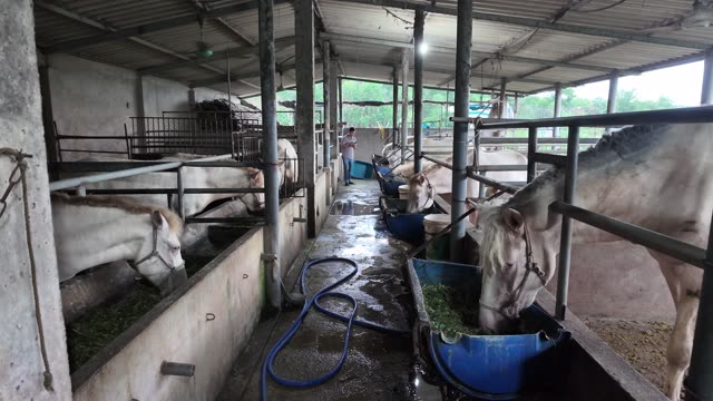 Horses Feeding In Stable Aisle