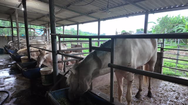 Horses Eating At Farm Troughs