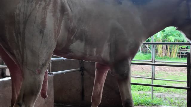 White Horse Being Washed