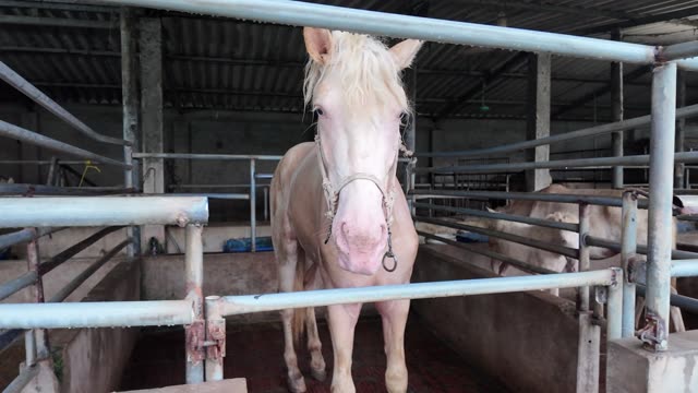 White Horse Facing Camera