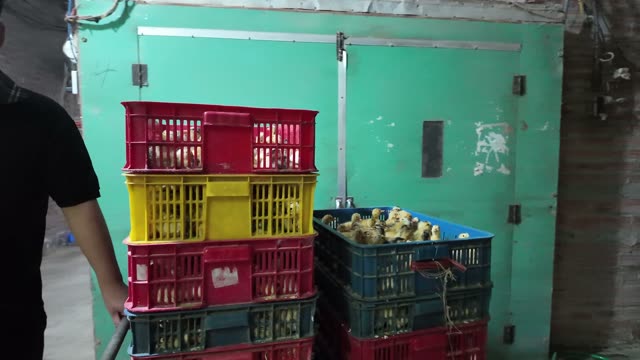 Newly Hatched Ducklings