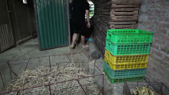Newly Hatched Ducklings