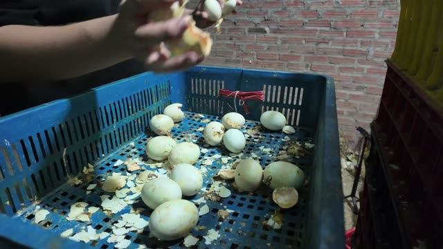 Newly Hatched Ducklings
