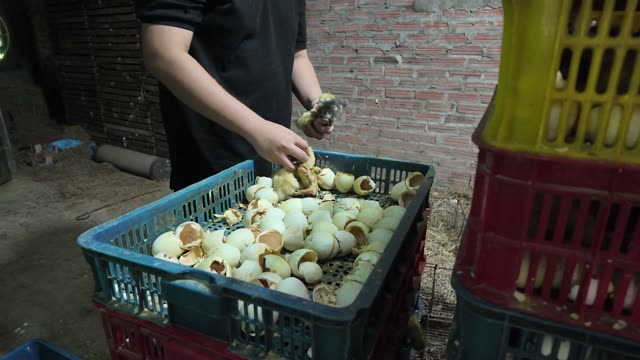 Newly Hatched Ducklings