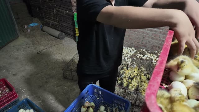 Newly Hatched Ducklings