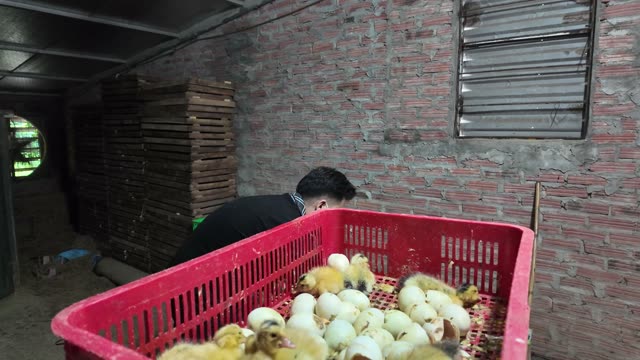 Newly Hatched Ducklings